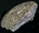 Polished Fossil Coral Head - Morocco #22317-1